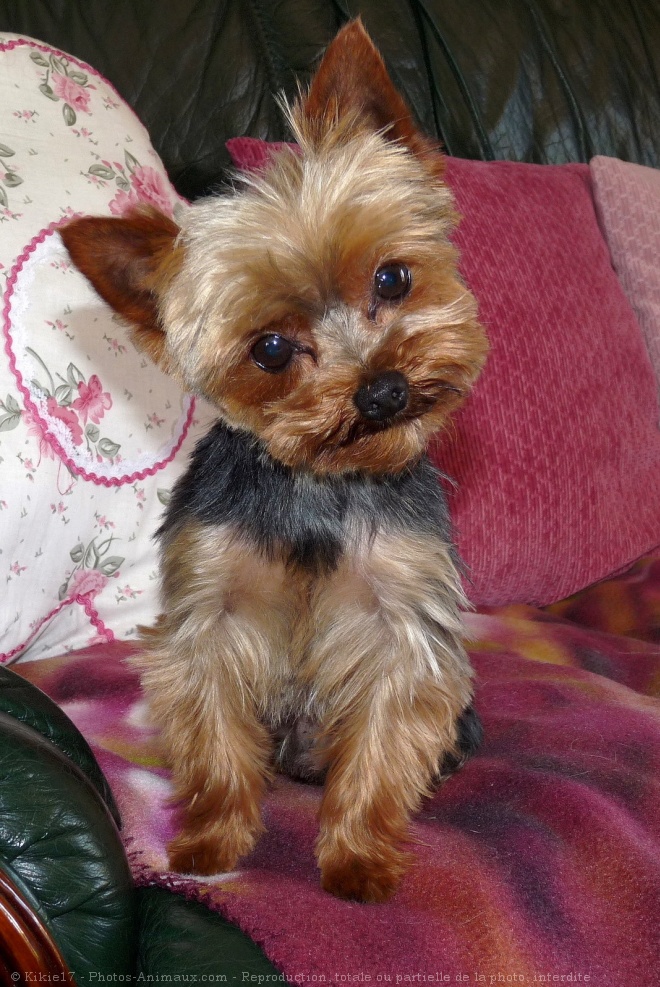 Photo de Yorkshire terrier