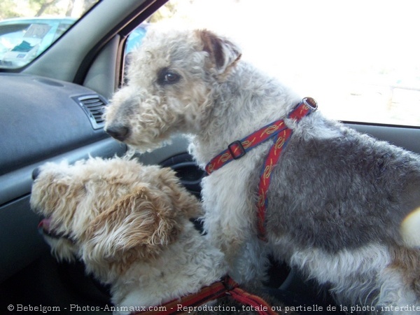 Photo de Fox terrier  poil dur