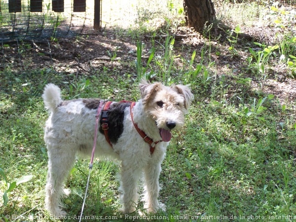 Photo de Fox terrier  poil dur