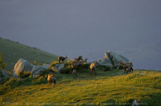 Photo de Chamois