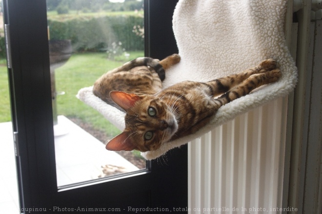 Photo de Bengal