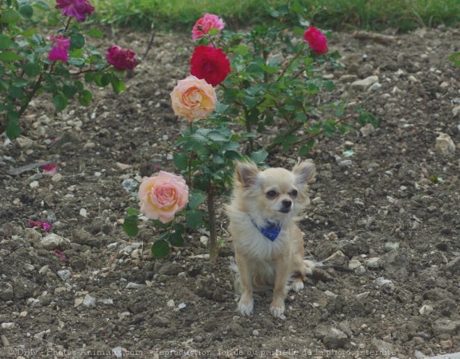 Photo de Chihuahua  poil long