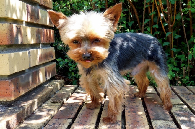 Photo de Yorkshire terrier