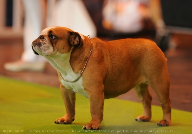 Photo de Bulldog