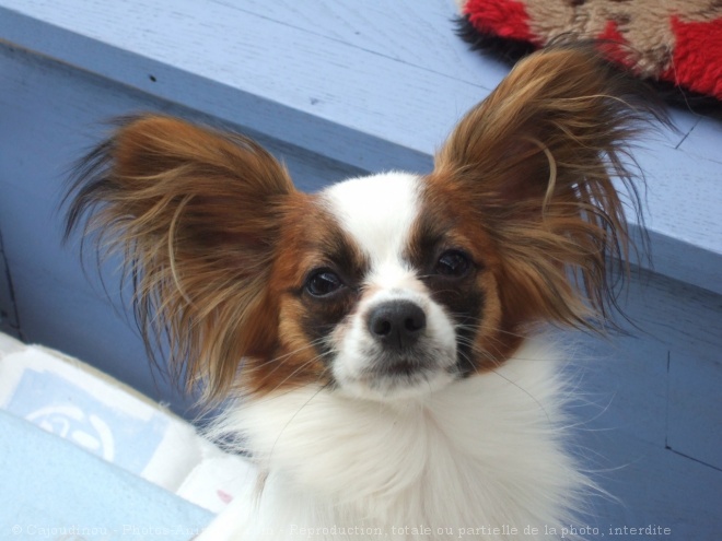 Photo d'Epagneul nain papillon