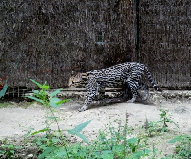 Photo d'Ocelot