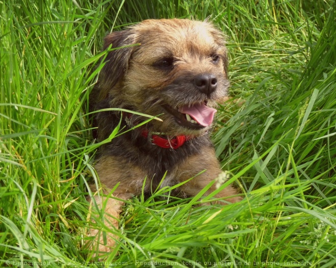 Photo de Border terrier