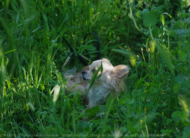 Photo de Chihuahua  poil long