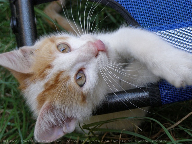 Photo de Chat domestique