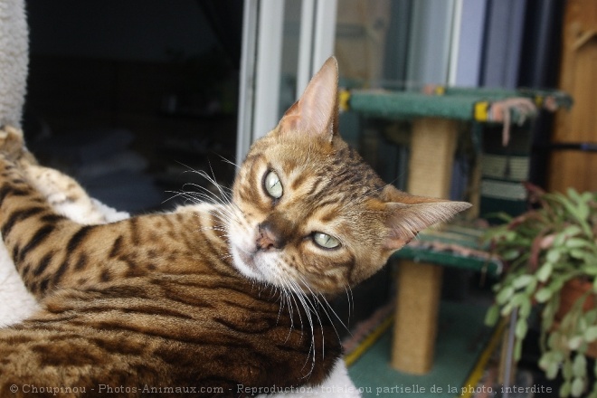 Photo de Bengal