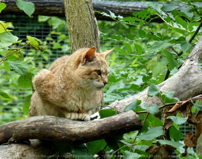 Photo de Chat de gordoni