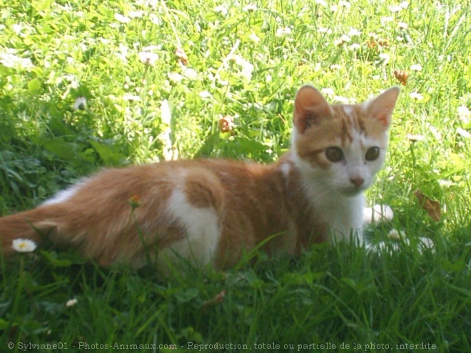 Photo de Chat domestique