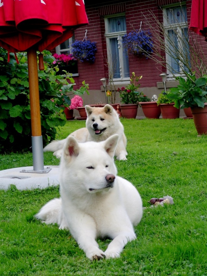 Photo d'Akita inu