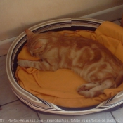 Photo de Chat domestique