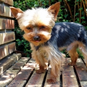 Photo de Yorkshire terrier