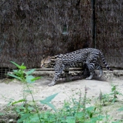 Photo d'Ocelot