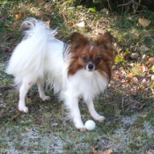 Photo d'Epagneul nain papillon