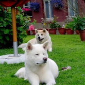 Photo d'Akita inu