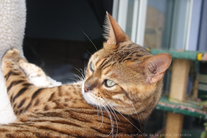 Photo de Bengal