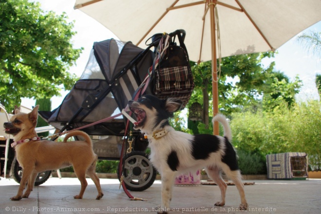 Photo de Chihuahua  poil court