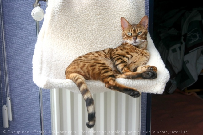 Photo de Bengal