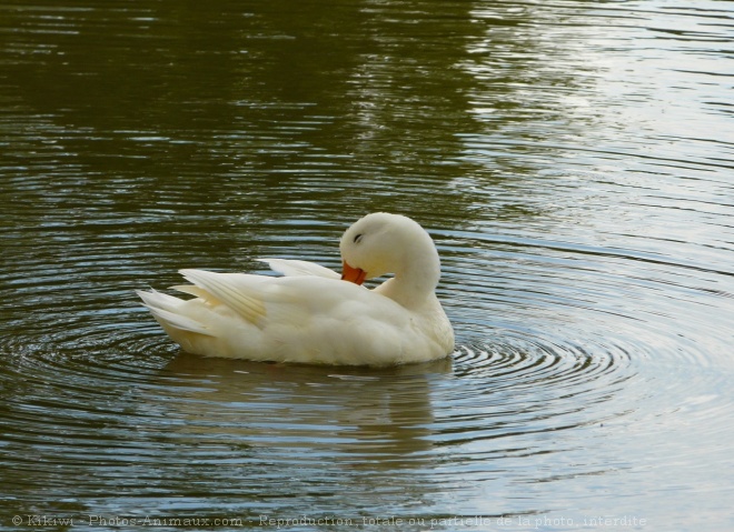 Photo de Canard