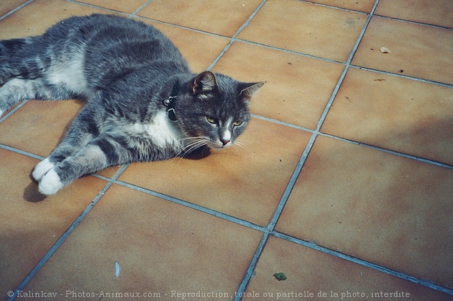 Photo de Chat domestique