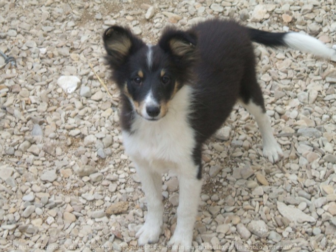 Photo de Chien de berger des shetland