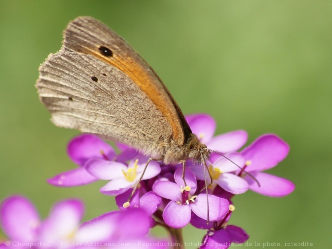 Photo de Papillon