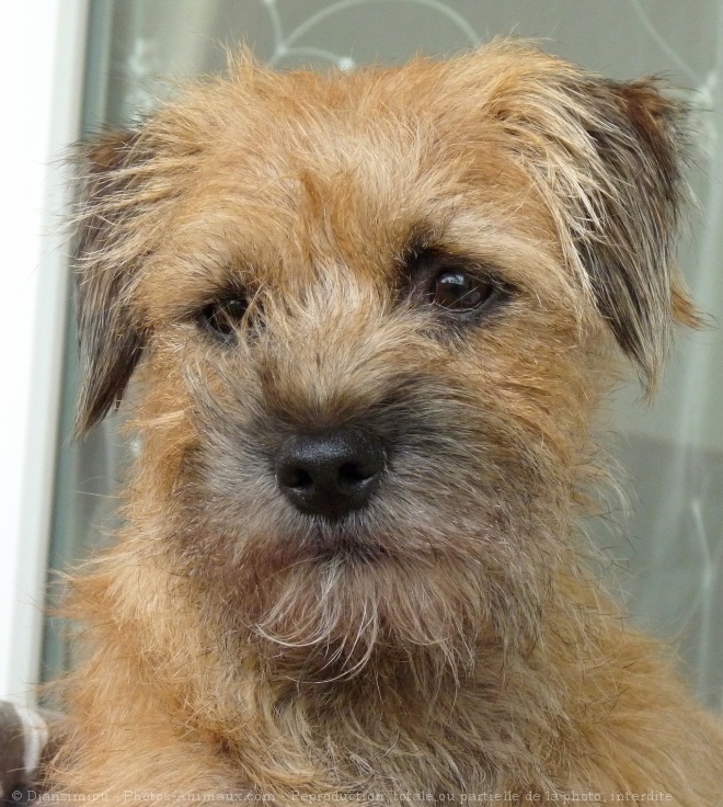 Photo de Border terrier