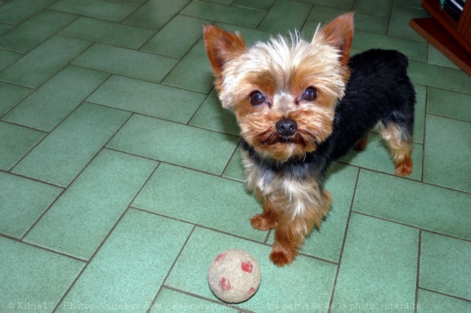 Photo de Yorkshire terrier