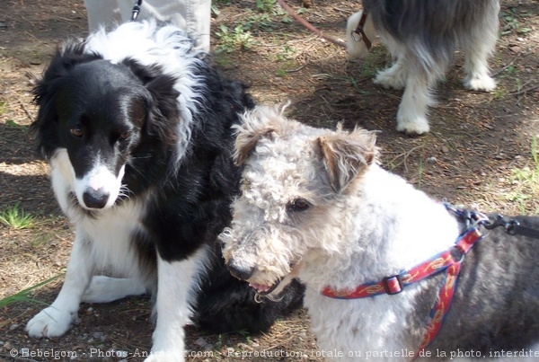 Photo de Fox terrier  poil dur