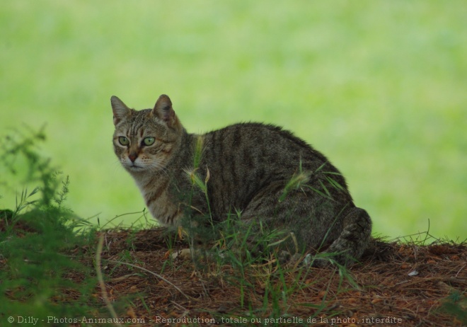 Photo de Chat domestique