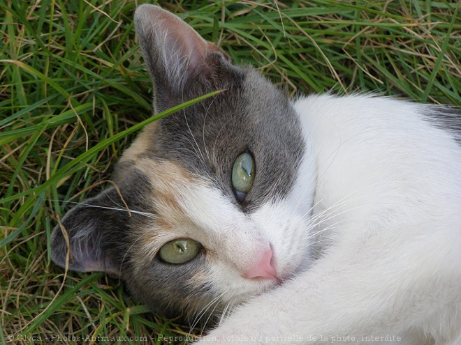 Photo de Chat domestique