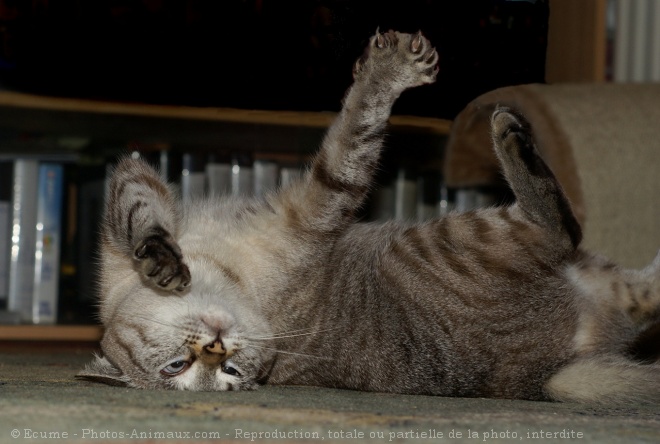 Photo de Chat domestique