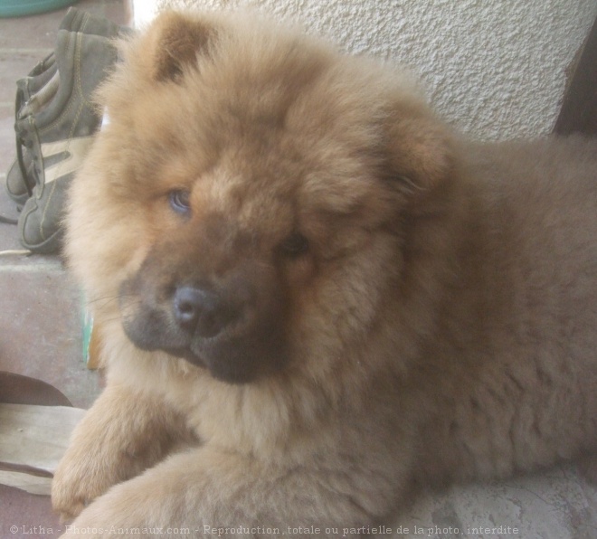 Photo de Chow chow