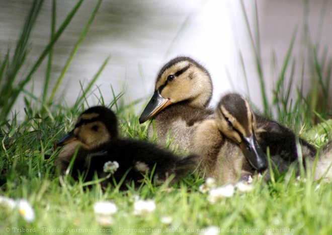 Photo de Canard colvert