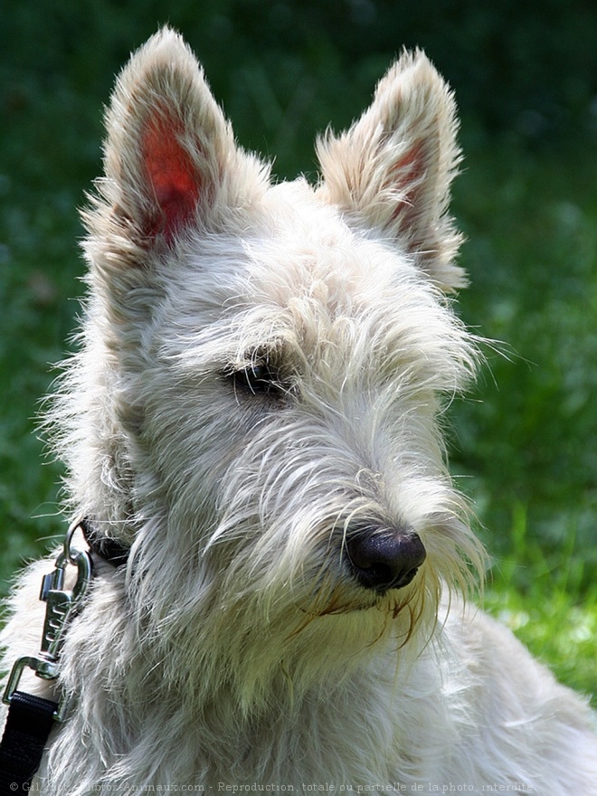 Photo de Scottish terrier