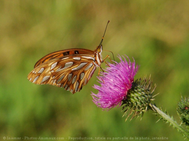 Photo de Papillon