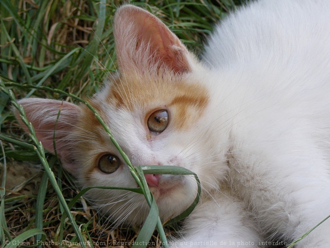 Photo de Chat domestique