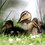 Photo de Canard colvert