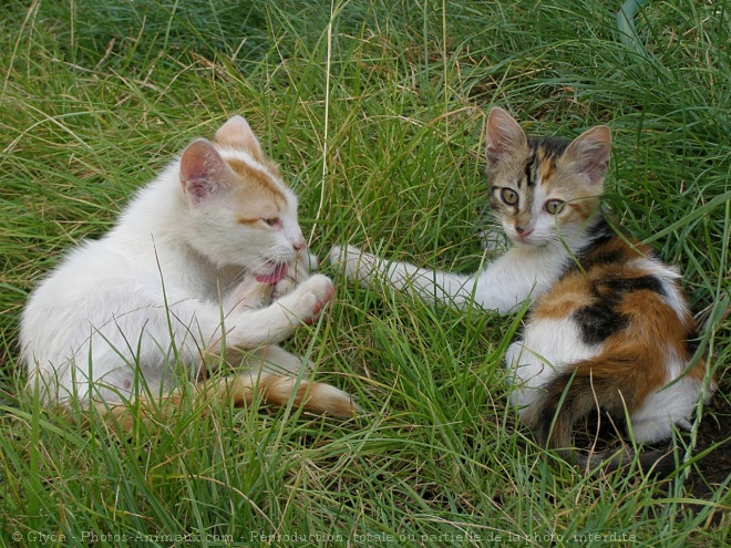 Photo de Chat domestique