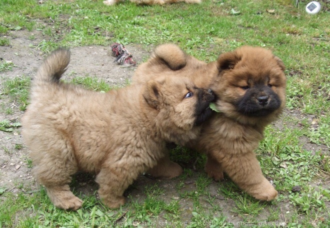 Photo de Chow chow