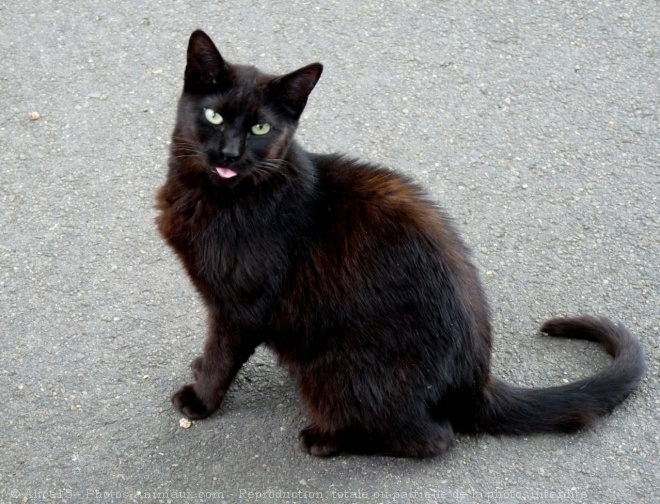 Photo de Chat domestique