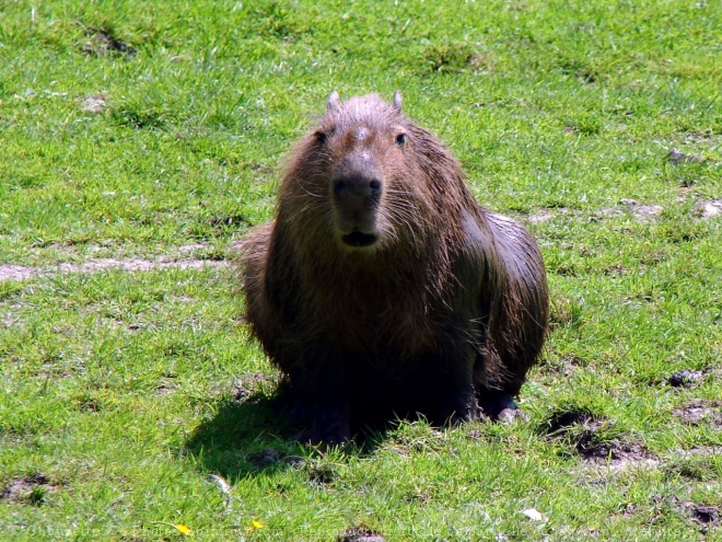 Photo de Cabiai ou capybara