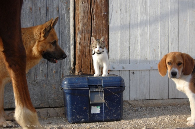 Photo de Chat domestique