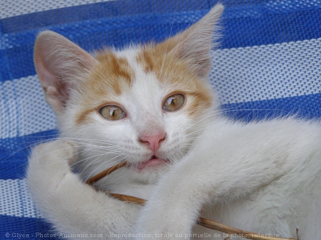 Photo de Chat domestique