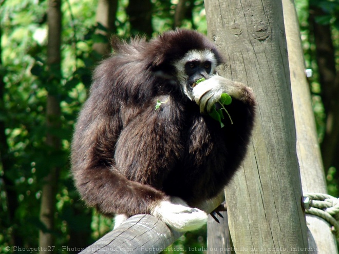 Photo de Singe - gibbon