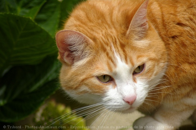 Photo de Chat domestique