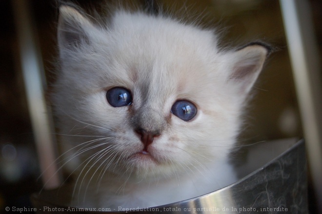 Photo de Sacr de birmanie